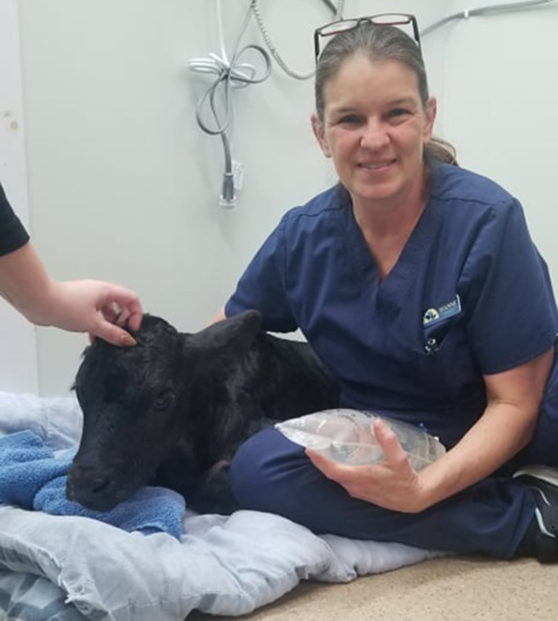 Veterinarian in New Berlin Vets Near Me New Berlin Veterinary Clinic