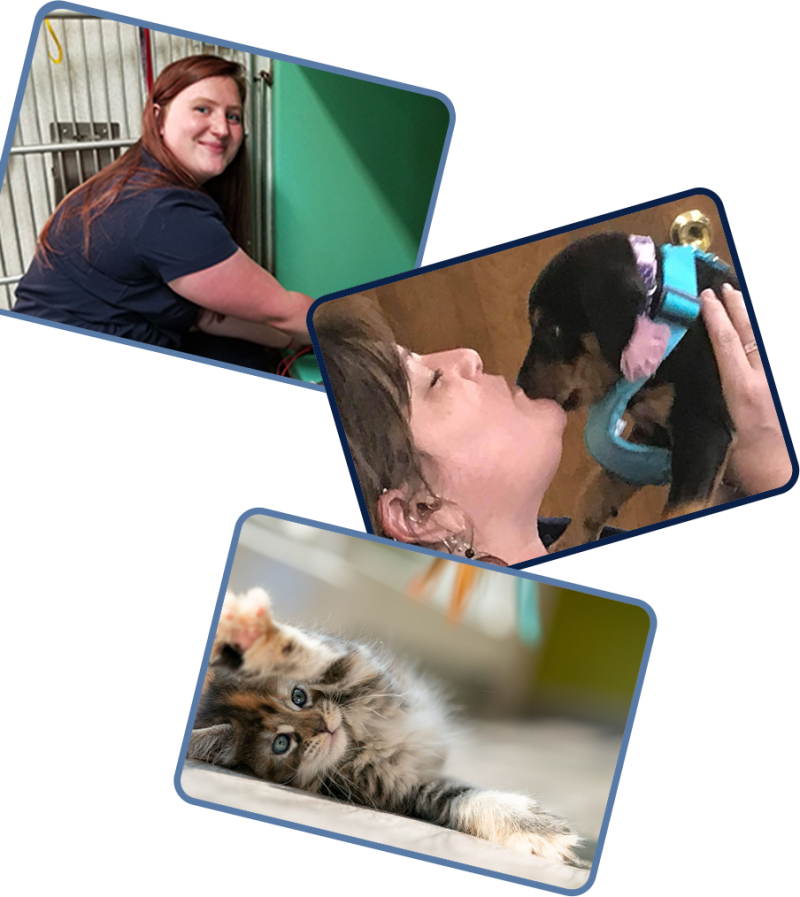 Veterinarian in New Berlin Vets Near Me New Berlin Veterinary Clinic